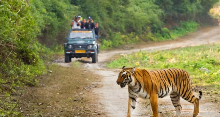 Jim Corbett Wildlife