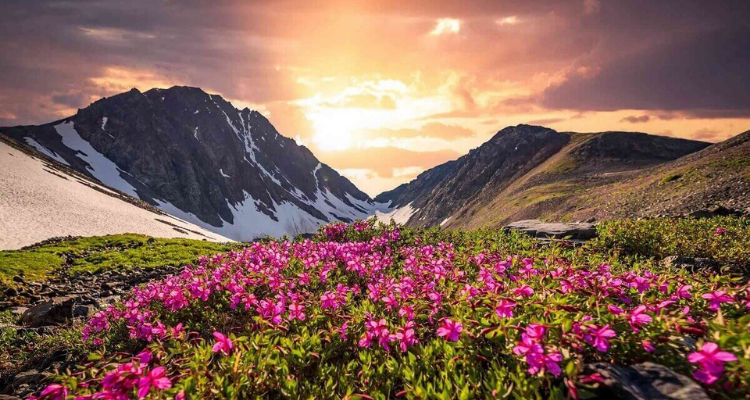 Valley Of Flowers